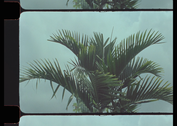 tropical gif tumblr